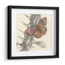 Majestuosa Mariposa Ii - Georges Cuvier | Cuadro decorativo de Canvas Lab