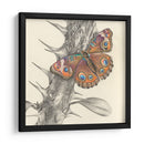 Majestuosa Mariposa Ii - Georges Cuvier | Cuadro decorativo de Canvas Lab