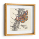 Majestuosa Mariposa Ii - Georges Cuvier | Cuadro decorativo de Canvas Lab