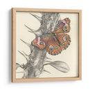 Majestuosa Mariposa Ii - Georges Cuvier | Cuadro decorativo de Canvas Lab