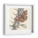 Majestuosa Mariposa Ii - Georges Cuvier | Cuadro decorativo de Canvas Lab