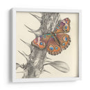 Majestuosa Mariposa Ii - Georges Cuvier | Cuadro decorativo de Canvas Lab