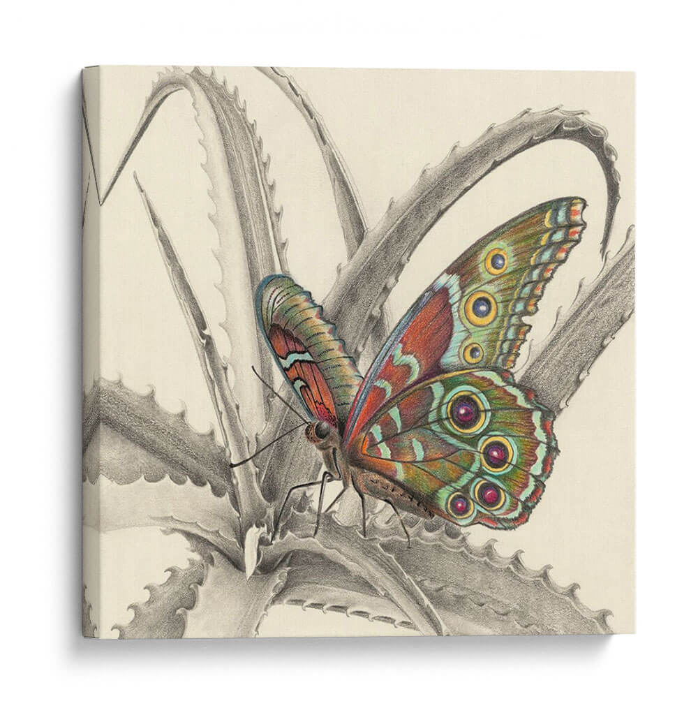 Majestuosa Mariposa Iii - Georges Cuvier | Cuadro decorativo de Canvas Lab