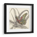 Majestuosa Mariposa Iii - Georges Cuvier | Cuadro decorativo de Canvas Lab