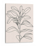 Rama De Olivo Contorno I - Emma Scarvey | Cuadro decorativo de Canvas Lab