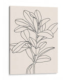 Contorno De La Rama De Oliva Ii - Emma Scarvey | Cuadro decorativo de Canvas Lab