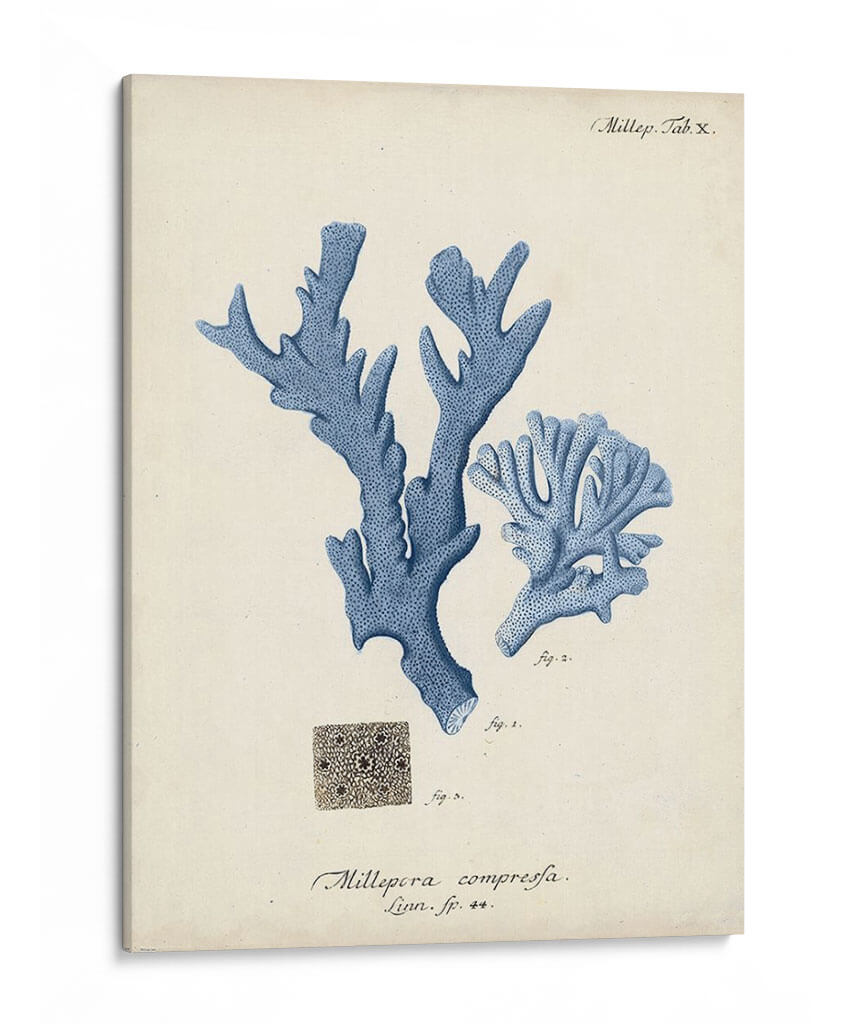 Coral Antiguo En La Marina I - Johann Esper | Cuadro decorativo de Canvas Lab