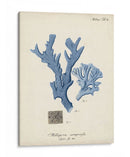 Coral Antiguo En La Marina I - Johann Esper | Cuadro decorativo de Canvas Lab