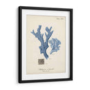 Coral Antiguo En La Marina I - Johann Esper | Cuadro decorativo de Canvas Lab