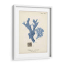 Coral Antiguo En La Marina I - Johann Esper | Cuadro decorativo de Canvas Lab