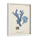 Coral Antiguo En La Marina I - Johann Esper | Cuadro decorativo de Canvas Lab