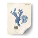 Coral Antiguo En La Marina I - Johann Esper | Cuadro decorativo de Canvas Lab