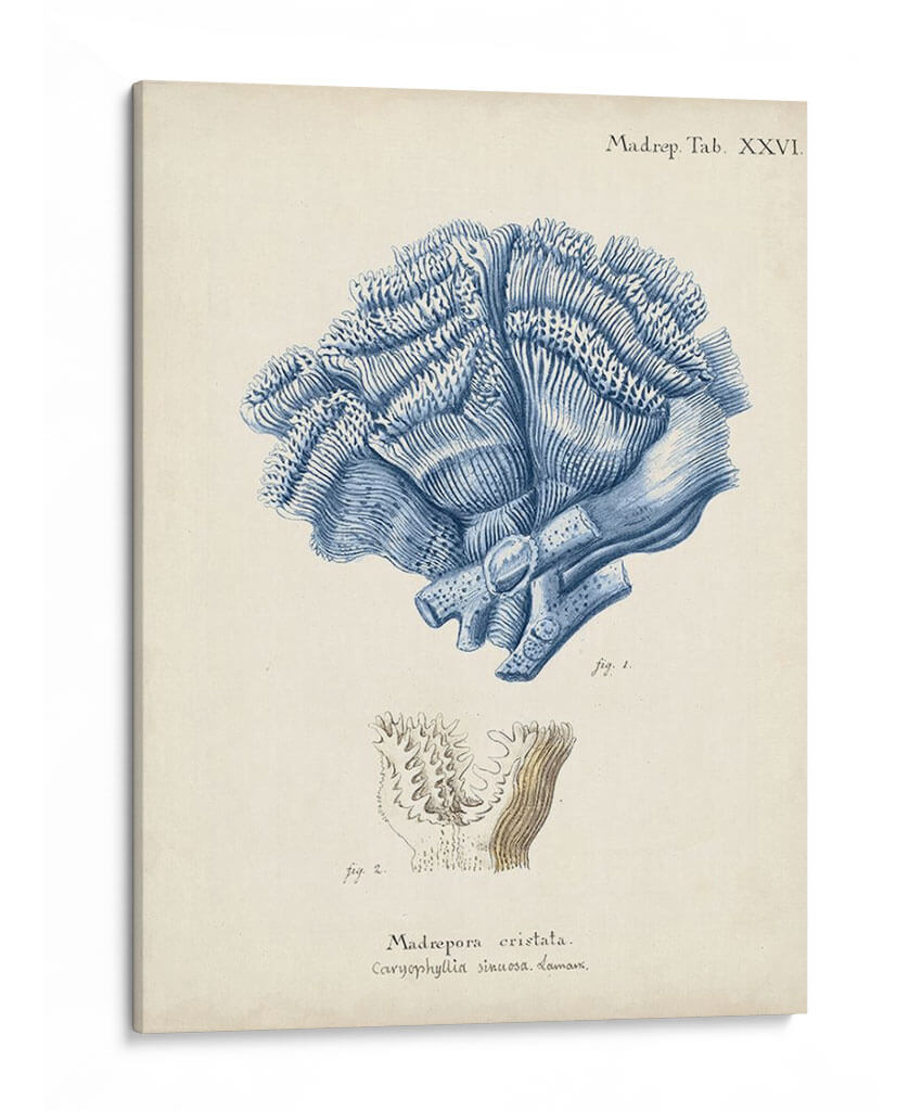 Coral Antiguo En La Marina Ii - Johann Esper | Cuadro decorativo de Canvas Lab