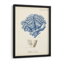 Coral Antiguo En La Marina Ii - Johann Esper | Cuadro decorativo de Canvas Lab
