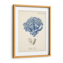 Coral Antiguo En La Marina Ii - Johann Esper | Cuadro decorativo de Canvas Lab