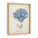 Coral Antiguo En La Marina Ii - Johann Esper | Cuadro decorativo de Canvas Lab