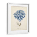 Coral Antiguo En La Marina Ii - Johann Esper | Cuadro decorativo de Canvas Lab