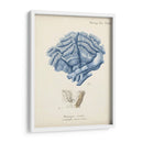 Coral Antiguo En La Marina Ii - Johann Esper | Cuadro decorativo de Canvas Lab