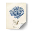 Coral Antiguo En La Marina Ii - Johann Esper | Cuadro decorativo de Canvas Lab