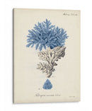 Coral Antiguo En La Marina Iii - Johann Esper | Cuadro decorativo de Canvas Lab