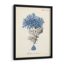 Coral Antiguo En La Marina Iii - Johann Esper | Cuadro decorativo de Canvas Lab