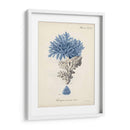 Coral Antiguo En La Marina Iii - Johann Esper | Cuadro decorativo de Canvas Lab