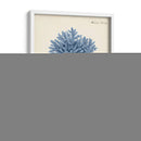 Coral Antiguo En La Marina Iii - Johann Esper | Cuadro decorativo de Canvas Lab