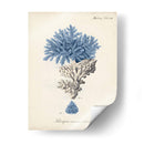 Coral Antiguo En La Marina Iii - Johann Esper | Cuadro decorativo de Canvas Lab