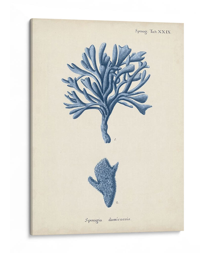 Coral Antiguo En La Marina Iv - Johann Esper | Cuadro decorativo de Canvas Lab