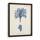 Coral Antiguo En La Marina Iv - Johann Esper | Cuadro decorativo de Canvas Lab