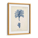 Coral Antiguo En La Marina Iv - Johann Esper | Cuadro decorativo de Canvas Lab