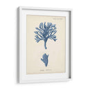 Coral Antiguo En La Marina Iv - Johann Esper | Cuadro decorativo de Canvas Lab