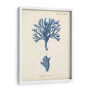 Coral Antiguo En La Marina Iv - Johann Esper | Cuadro decorativo de Canvas Lab