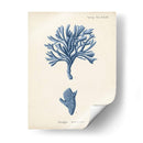 Coral Antiguo En La Marina Iv - Johann Esper | Cuadro decorativo de Canvas Lab