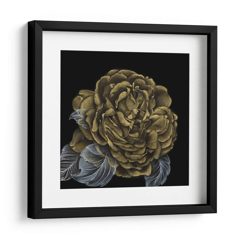 Rover Roses Ii - Georges Cuvier | Cuadro decorativo de Canvas Lab