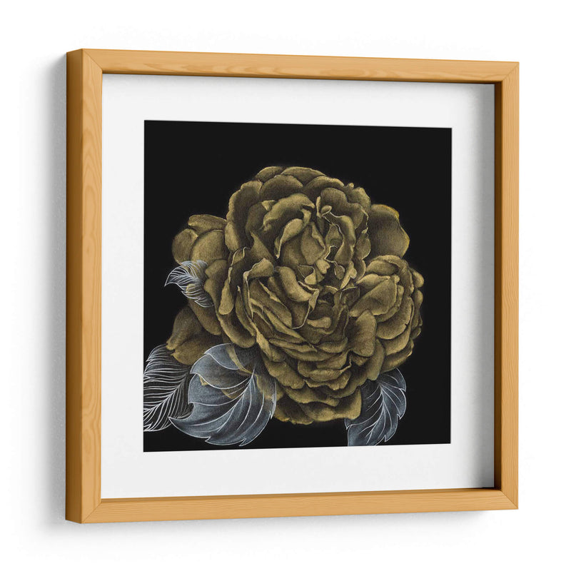 Rover Roses Ii - Georges Cuvier | Cuadro decorativo de Canvas Lab