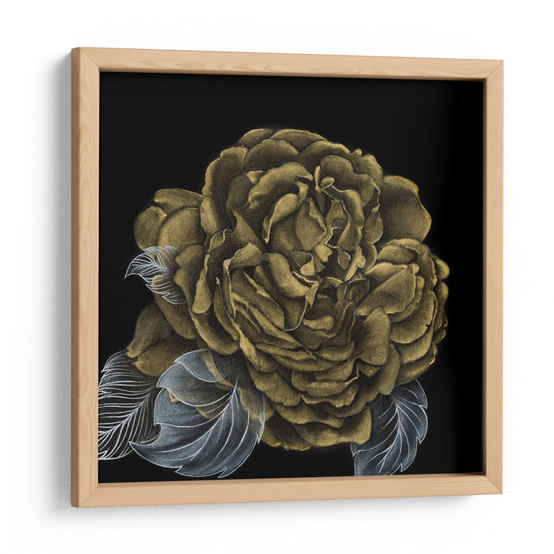 Rover Roses Ii - Georges Cuvier | Cuadro decorativo de Canvas Lab