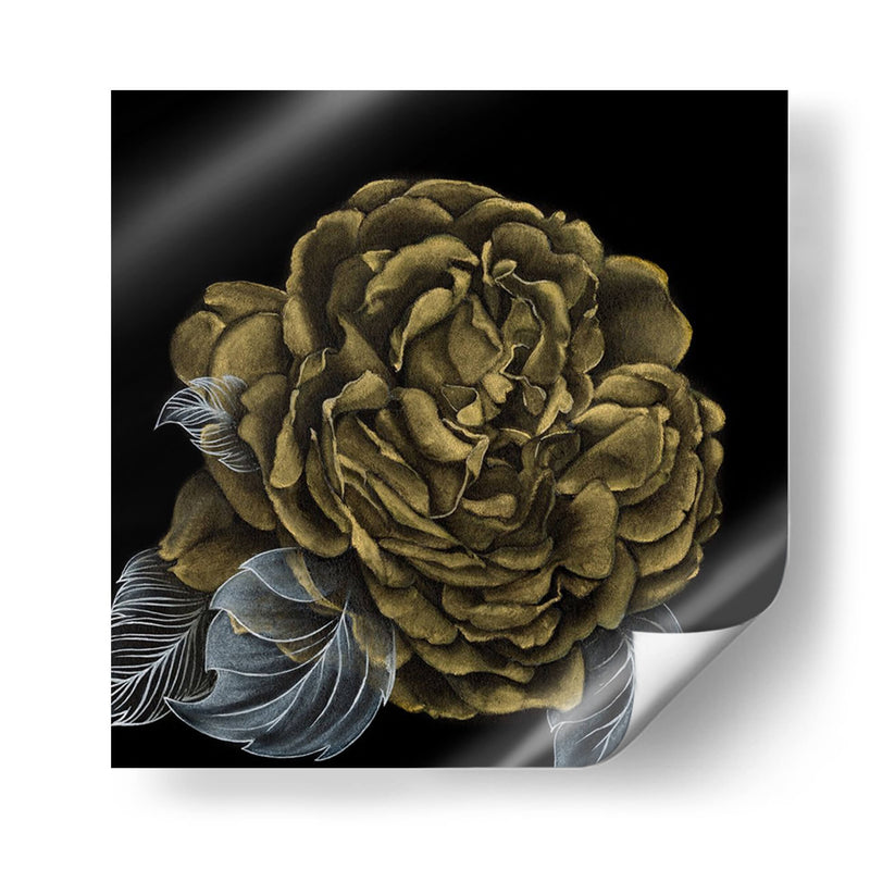 Rover Roses Ii - Georges Cuvier | Cuadro decorativo de Canvas Lab