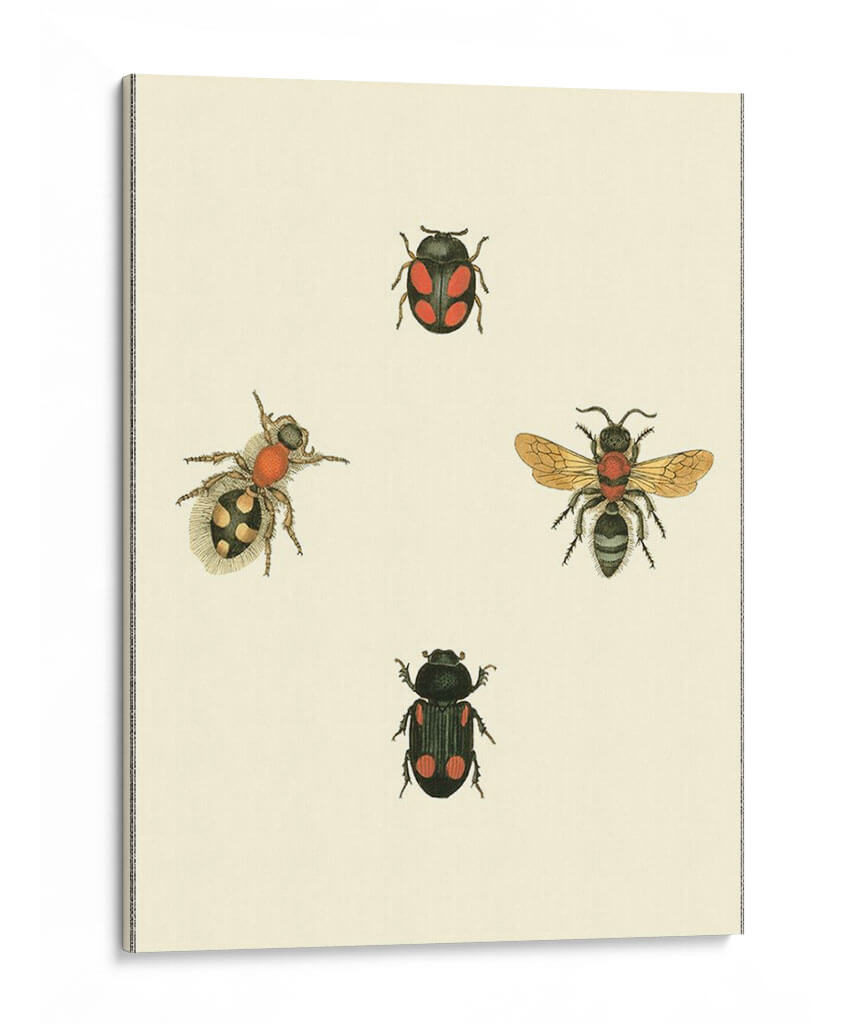 Insecté I - Vision Studio | Cuadro decorativo de Canvas Lab