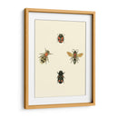Insecté I - Vision Studio | Cuadro decorativo de Canvas Lab