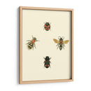 Insecté I - Vision Studio | Cuadro decorativo de Canvas Lab