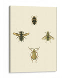 Insecto Ii - Vision Studio | Cuadro decorativo de Canvas Lab