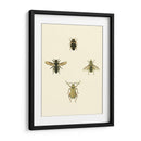 Insecto Ii - Vision Studio | Cuadro decorativo de Canvas Lab