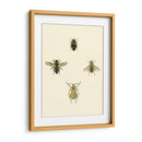 Insecto Ii - Vision Studio | Cuadro decorativo de Canvas Lab