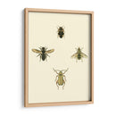 Insecto Ii - Vision Studio | Cuadro decorativo de Canvas Lab