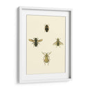 Insecto Ii - Vision Studio | Cuadro decorativo de Canvas Lab