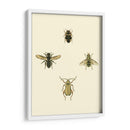 Insecto Ii - Vision Studio | Cuadro decorativo de Canvas Lab