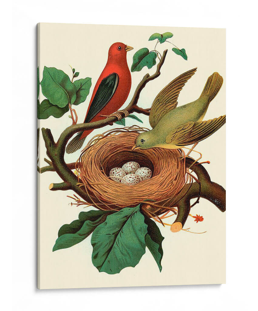 Nido De Plumas | Cuadro decorativo de Canvas Lab