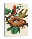 Nido De Plumas | Cuadro decorativo de Canvas Lab