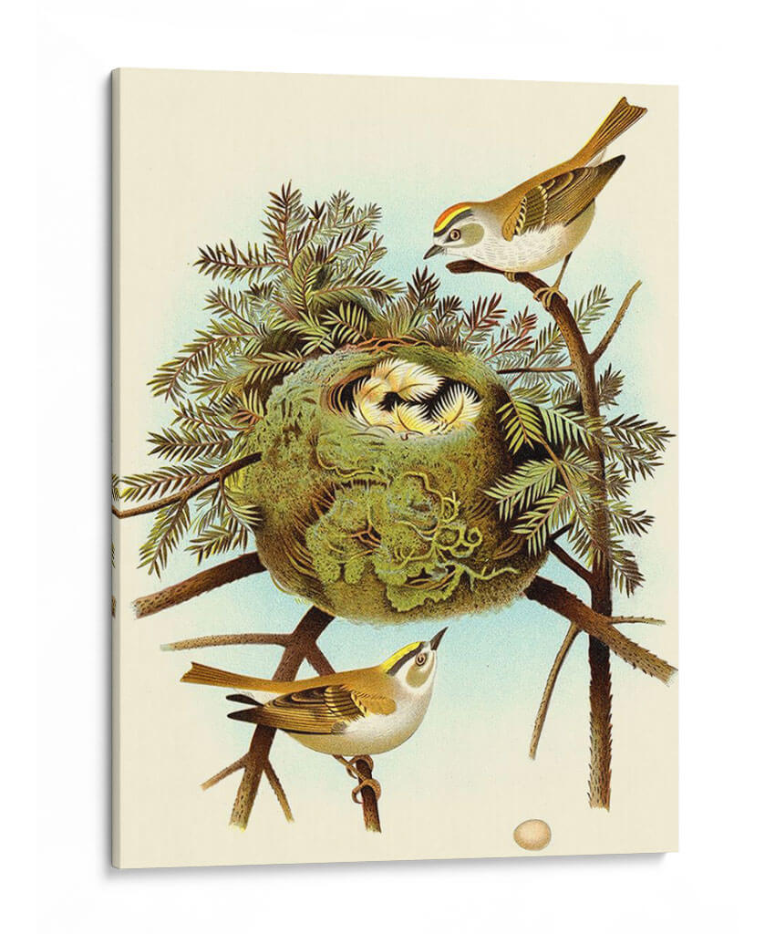 Feathering Nest Iii | Cuadro decorativo de Canvas Lab